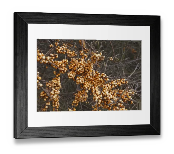 Framed Print : Sea Buckthorn (Hippophae rhamnoides) close-up of berries, Holme-next-the-Sea, Norfolk, England, december Framed Print : Sea Buckthorn (Hippophae rhamnoides) close-up of berries, Holme-next-the-Sea, Norfolk, England, december