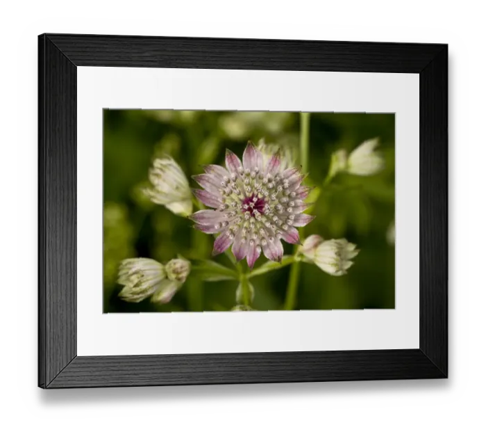 Framed Print : Great Masterwort (Astrantia major) flowering, Julian Alps, Slovenia, june