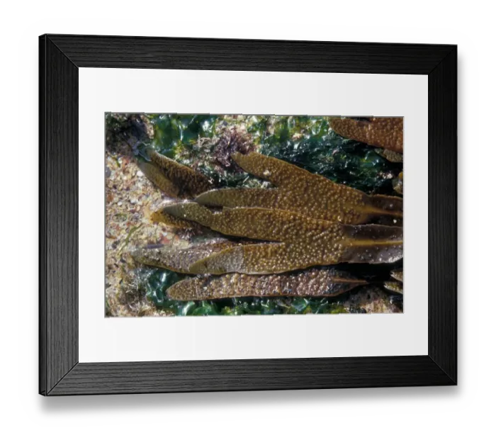 Framed Print : Seaweed - Wrack Toothed (Fucus serratus) close-up / showing conceptacles & ecto-carpoid Framed Print : Seaweed - Wrack Toothed (Fucus serratus) close-up / showing conceptacles & ecto-carpoid