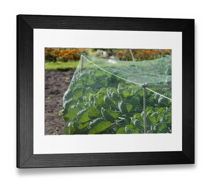 Framed Print : Cabbage (Brassica oleracea) crop, growing under protective netting in allotment garden, Norfolk, England, september Framed Print : Cabbage (Brassica oleracea) crop, growing under protective netting in allotment garden, Norfolk, England, september