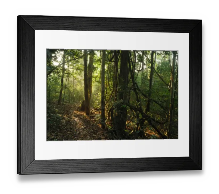 Framed Print : Monsoon rainforest interior, at dawn during dry season, Khao Yai N. P. Central Thailand, march Framed Print : Monsoon rainforest interior, at dawn during dry season, Khao Yai N. P. Central Thailand, march