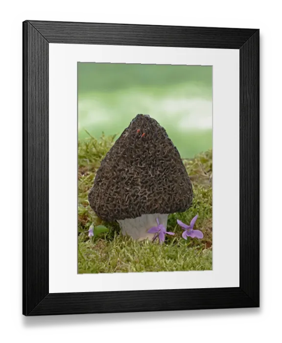 Framed Print : Common Morel (Morchella esculenta) fruiting body, Warwickshire, England, april