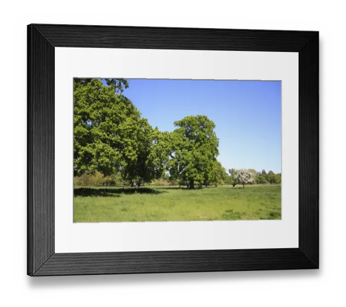 Framed Print : Common Oak (Quercus robur) habit, mature trees growing in parkland habitat, Thornham Estate, Thornham Magna, Suffolk