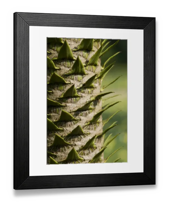 Framed Print : Monkey Puzzle (Araucaria araucana) close-up of trunk, in garden, Norfolk, England, march Framed Print : Monkey Puzzle (Araucaria araucana) close-up of trunk, in garden, Norfolk, England, march