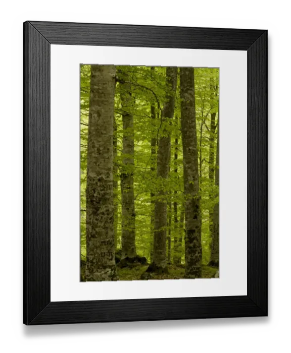 Framed Print : Common Beech (Fagus sylvatica) woodland habitat, Rila Mountains, Bulgaria, may Framed Print : Common Beech (Fagus sylvatica) woodland habitat, Rila Mountains, Bulgaria, may