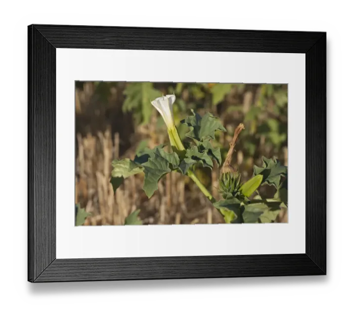 Framed Print : Thorn Apple (Datura stramonium) introduced species, close-up of flower and developing fruit, growing in stubble field Framed Print : Thorn Apple (Datura stramonium) introduced species, close-up of flower and developing fruit, growing in stubble field