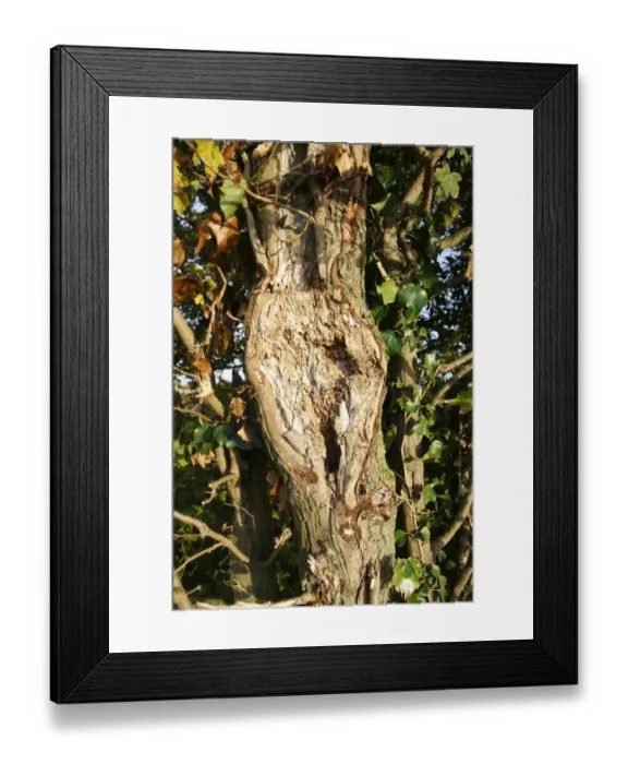 Framed Print : Field Maple (Acer campestre) close-up of trunk with flail damage, with Ivy (Hedera helix) growing in hedgerow, Bacton Framed Print : Field Maple (Acer campestre) close-up of trunk with flail damage, with Ivy (Hedera helix) growing in hedgerow, Bacton