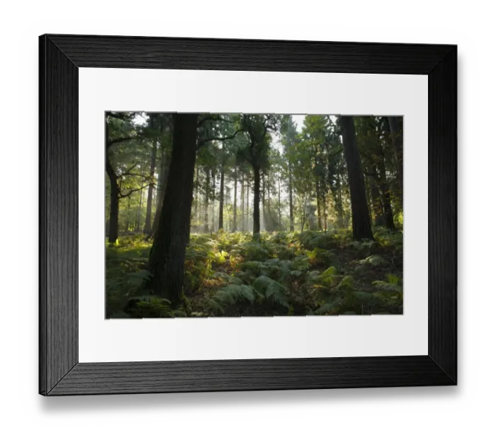 Framed Print : Misty morning sunlight through mixed deciduous and coniferous woodland habitat, Forest of Dean, Gloucestershire Framed Print : Misty morning sunlight through mixed deciduous and coniferous woodland habitat, Forest of Dean, Gloucestershire
