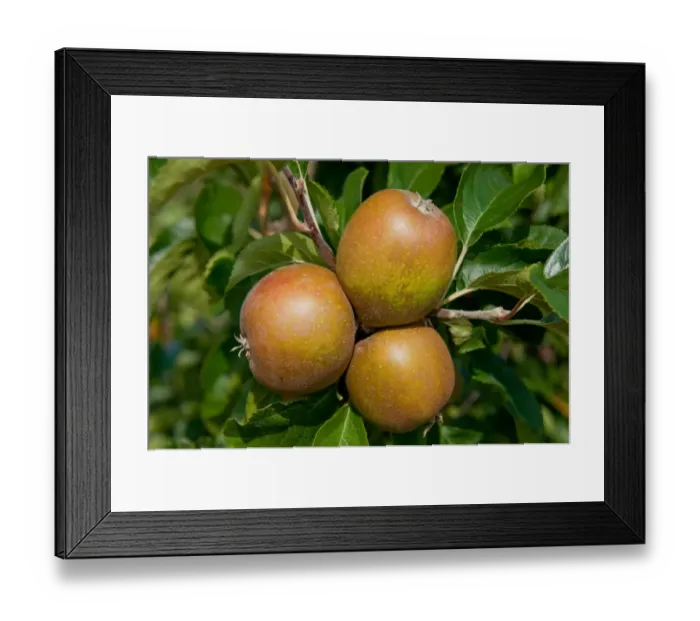 Framed Print : Cultivated Apple (Malus domestica) Egremont Russet, close-up of fruit, growing in orchard, Norfolk, England, august Framed Print : Cultivated Apple (Malus domestica) Egremont Russet, close-up of fruit, growing in orchard, Norfolk, England, august