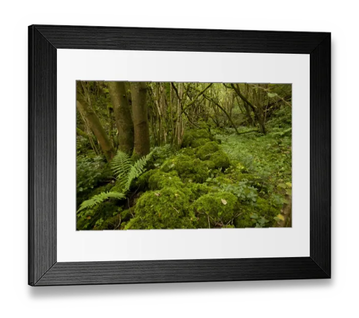 Framed Print : Damp and mossy deciduous woodland habitat, Monks Dale, Derbyshire Dales N. N. R. White Peak, Peak District N. P Framed Print : Damp and mossy deciduous woodland habitat, Monks Dale, Derbyshire Dales N. N. R. White Peak, Peak District N. P