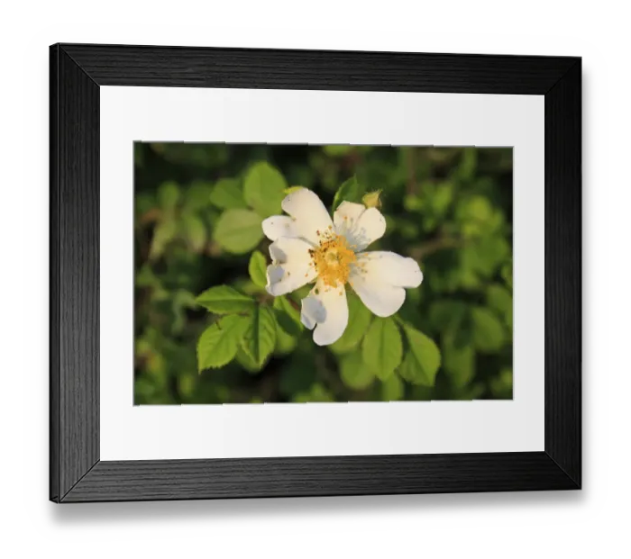 Framed Print : Field Rose (Rosa arvensis) close-up of flower, growing in hedgerow, Bacton, Suffolk, England, june Framed Print : Field Rose (Rosa arvensis) close-up of flower, growing in hedgerow, Bacton, Suffolk, England, june