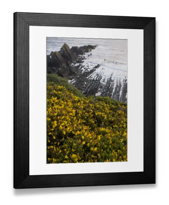 Framed Print : Common Gorse (Ulex europaeus) flowering, growing on clifftop habitat, Hartland Quay, North Devon, England, may