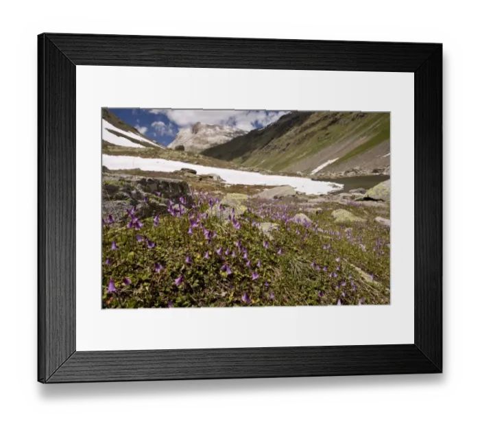 Framed Print : Dwarf Snowbell (Soldanella pusilla) flowering mass, growing at high altitude in mountain habitat, Val Minor