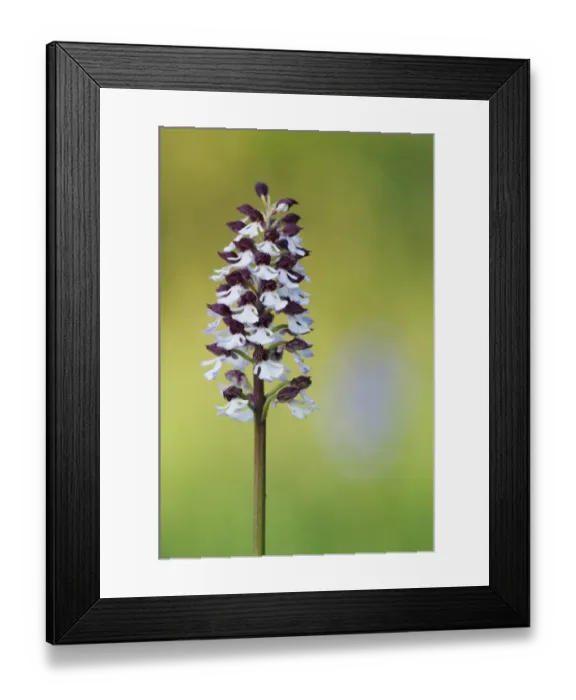 Framed Print : Lady Orchid (Orchis purpurea) close-up of flowerspike, Kent, England, may Framed Print : Lady Orchid (Orchis purpurea) close-up of flowerspike, Kent, England, may