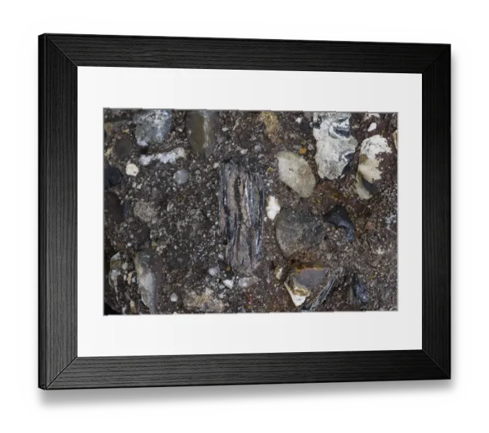 Framed Print : Fossilized beaver tooth embedded in Eccles concrete river deposits in Cromer Forest Beds, laid down over 500 Framed Print : Fossilized beaver tooth embedded in Eccles concrete river deposits in Cromer Forest Beds, laid down over 500