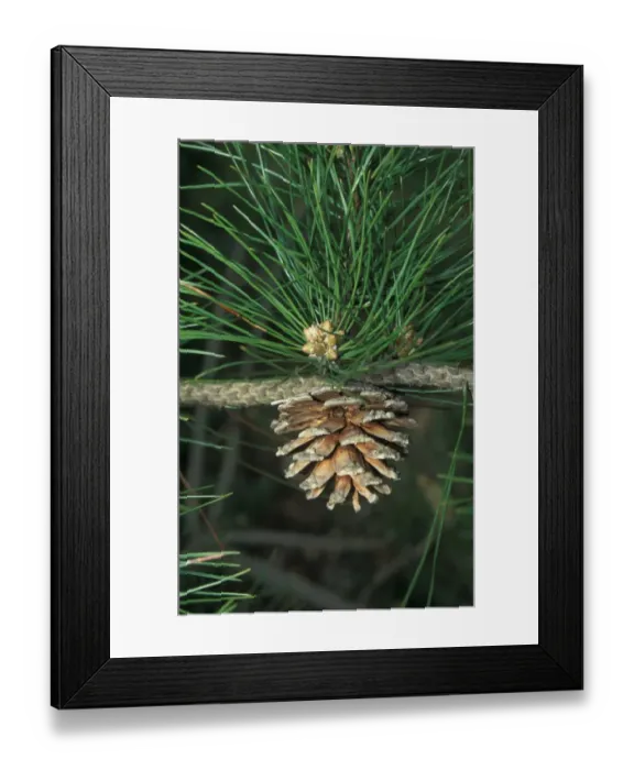 Framed Print : Pinus tabuliformis Leaf / male flower and fruit Framed Print : Pinus tabuliformis Leaf / male flower and fruit