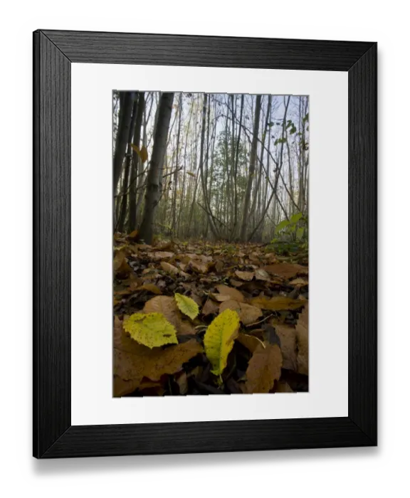 Framed Print : Sweet Chestnut (Castanea sativa) coppiced woodland in mist, Ranscombe Farm Plantlife Reserve, Kent, England, november Framed Print : Sweet Chestnut (Castanea sativa) coppiced woodland in mist, Ranscombe Farm Plantlife Reserve, Kent, England, november