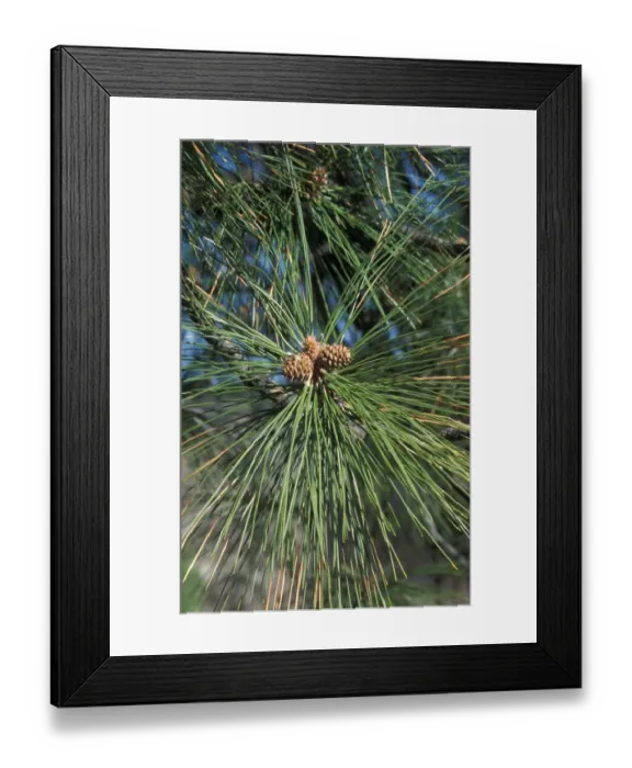 Framed Print : Pine Ponderosa or 5estern Yellow Pine (Pinus ponderosa) Shoots and young cones Framed Print : Pine Ponderosa or 5estern Yellow Pine (Pinus ponderosa) Shoots and young cones