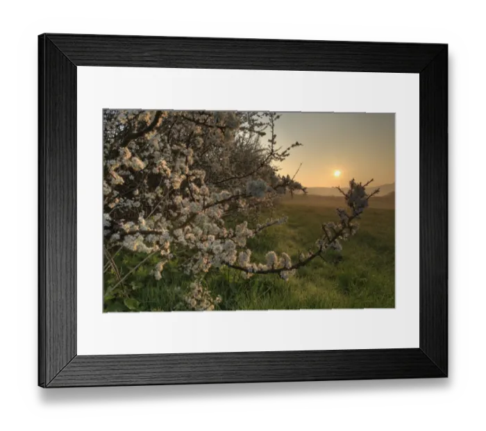 Framed Print : Blackthorn (Prunus spinosa) flowering, growing in hedgerow on organic farm at sunset, Powys, Wales, april Framed Print : Blackthorn (Prunus spinosa) flowering, growing in hedgerow on organic farm at sunset, Powys, Wales, april
