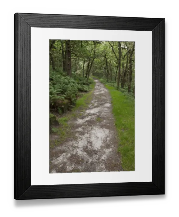 Framed Print : Path through deciduous woodland habitat, Padley Woods, Padley Gorge, Peak District, Derbyshire, England, july