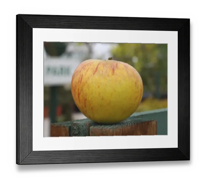 Framed Print : Cultivated Apple (Malus domestica) Coxs Orange Pippin variety, picked fruit, England Framed Print : Cultivated Apple (Malus domestica) Coxs Orange Pippin variety, picked fruit, England