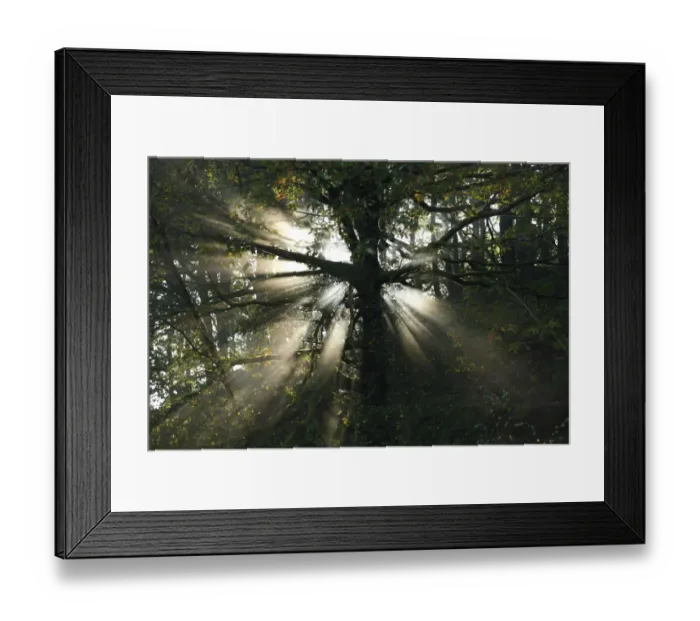 Framed Print : Sessile Oak (Quercus petraea) sunlight behind trunk in woodland, Powys, Wales, october Framed Print : Sessile Oak (Quercus petraea) sunlight behind trunk in woodland, Powys, Wales, october