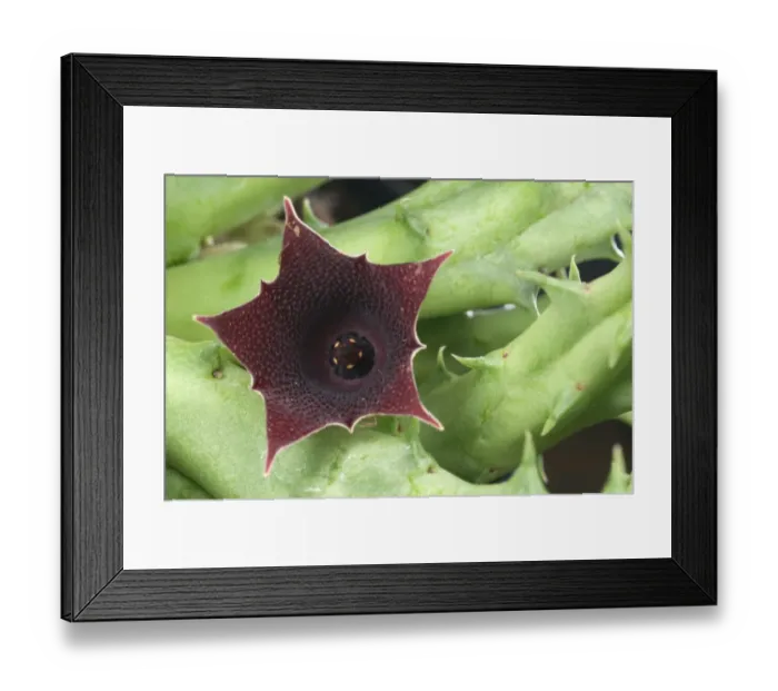 Framed Print : Red Dragon Flower (Huernia keniensis) close-up of flower, Africa Framed Print : Red Dragon Flower (Huernia keniensis) close-up of flower, Africa
