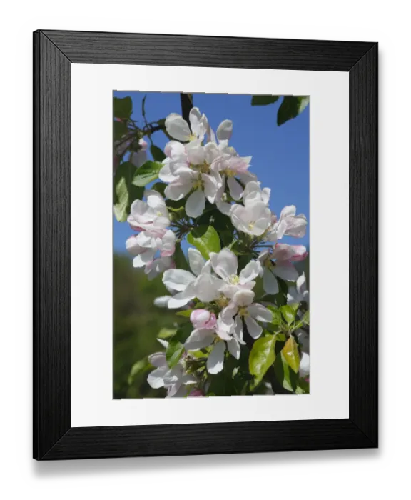 Framed Print : Cultivated Apple (Malus domestica) Red Falstaff, close-up of flowers, in organic orchard, Powys, Wales. april Framed Print : Cultivated Apple (Malus domestica) Red Falstaff, close-up of flowers, in organic orchard, Powys, Wales. april