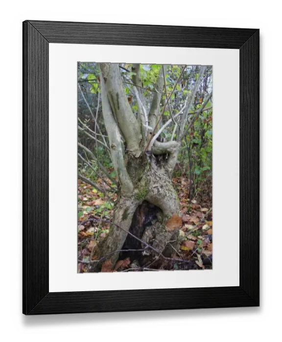 Framed Print : Common Ash (Fraxinus excelsior) coppiced stool, in coppice woodland reserve, Bradfield Woods N. N. R. Bradfield St