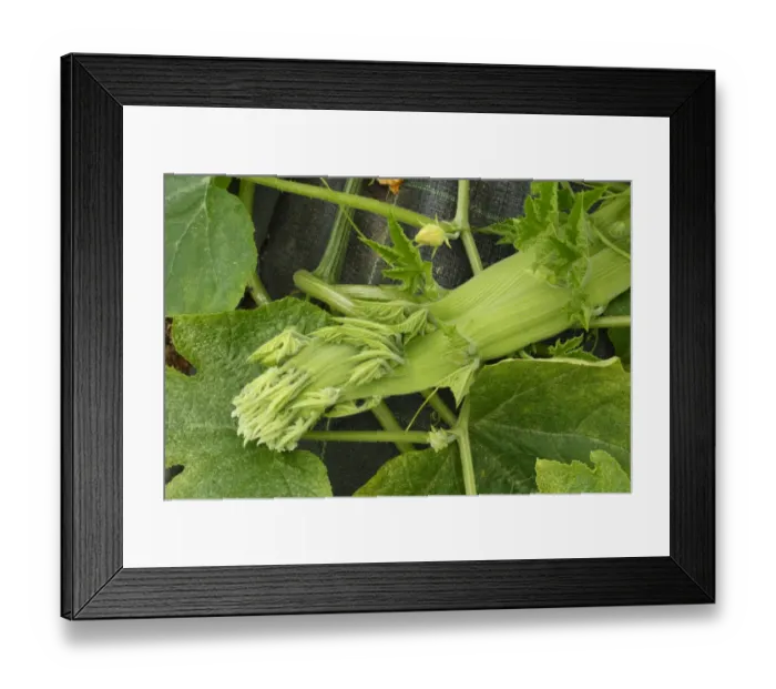 Framed Print : Squash (Cucurbita sp. ) shoot with fasciation, Powys, Wales, july Framed Print : Squash (Cucurbita sp. ) shoot with fasciation, Powys, Wales, july