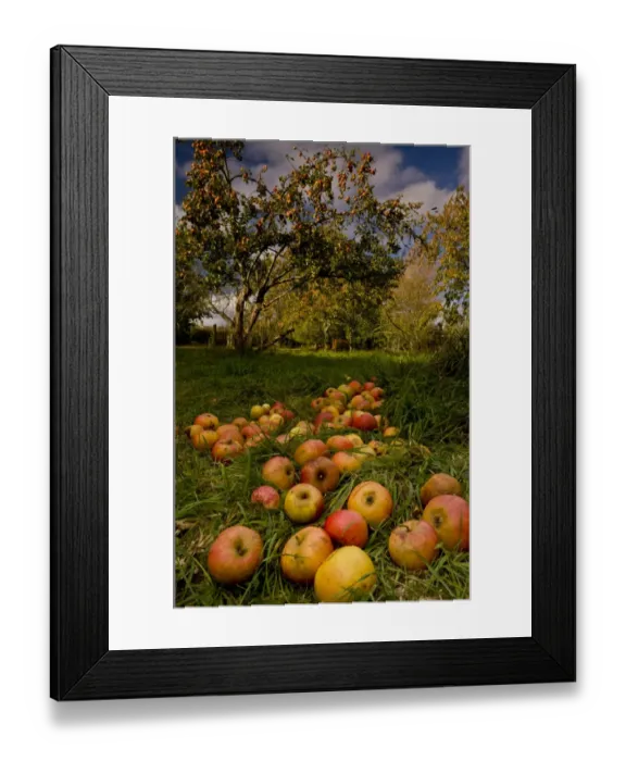 Framed Print : Cultivated Apple (Malus domestica) fallen fruit, in community orchard, Broad Oak Orchard Framed Print : Cultivated Apple (Malus domestica) fallen fruit, in community orchard, Broad Oak Orchard
