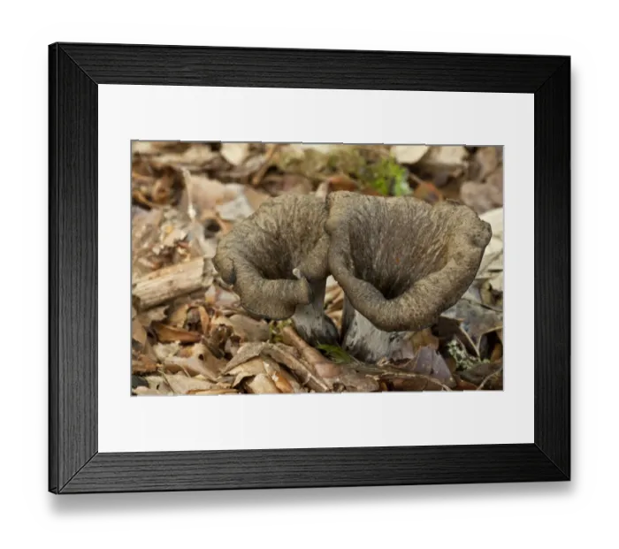 Framed Print : Horn of Plenty (Craterellus cornucopioides) fruiting bodies, growing amongst leaf litter in woodland, New Forest
