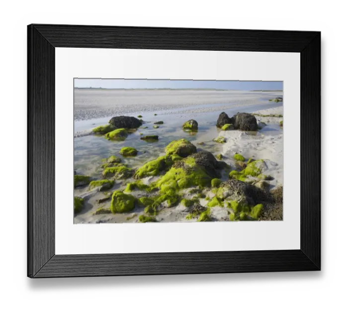 Framed Print : Seaweed covered rocks on mudflats at low tide, between North Uist and Benbecula, Outer Hebrides, Scotland Framed Print : Seaweed covered rocks on mudflats at low tide, between North Uist and Benbecula, Outer Hebrides, Scotland