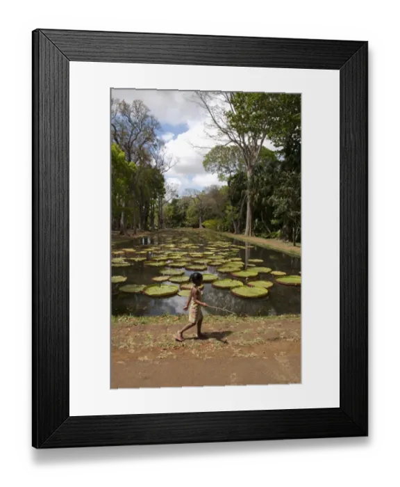 Framed Print : Victoria Waterlily (Victoria amazonica) leaves, floating on surface of pond in botanical gardens Framed Print : Victoria Waterlily (Victoria amazonica) leaves, floating on surface of pond in botanical gardens