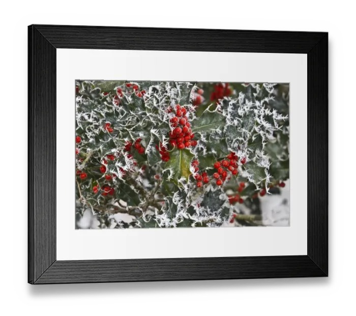 Framed Print : European Holly (Ilex aquifolium) close-up of rime frost covered leaves and berries, Dorset, England, december Framed Print : European Holly (Ilex aquifolium) close-up of rime frost covered leaves and berries, Dorset, England, december