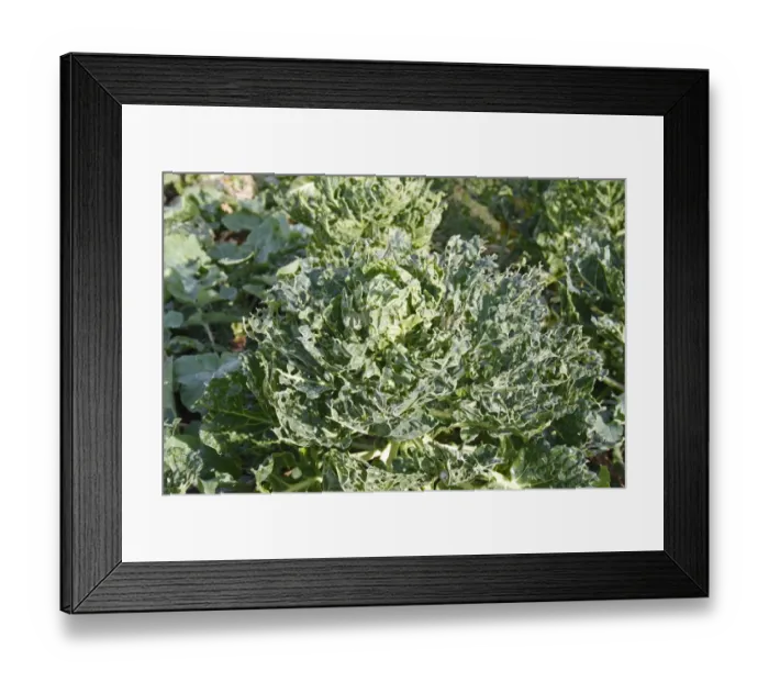 Framed Print : Cabbage (Brassica oleracea) leaves, damaged by Cabbage White (Pieris sp. ) caterpillars, in garden vegetable plot