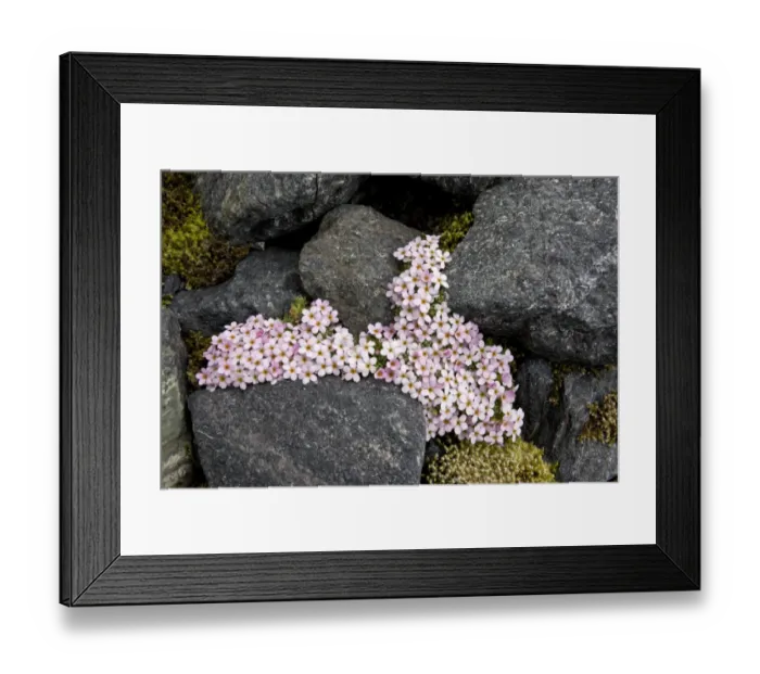 Framed Print : Alpine Rock-jasmine (Androsace alpina) flowering, cushion alpine growing amongst rocks at high altitude, Swiss Alps