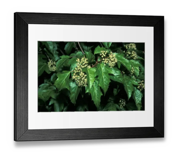 Framed Print : Acer ginnala Amur Maple Leaf and flower / May Framed Print : Acer ginnala Amur Maple Leaf and flower / May