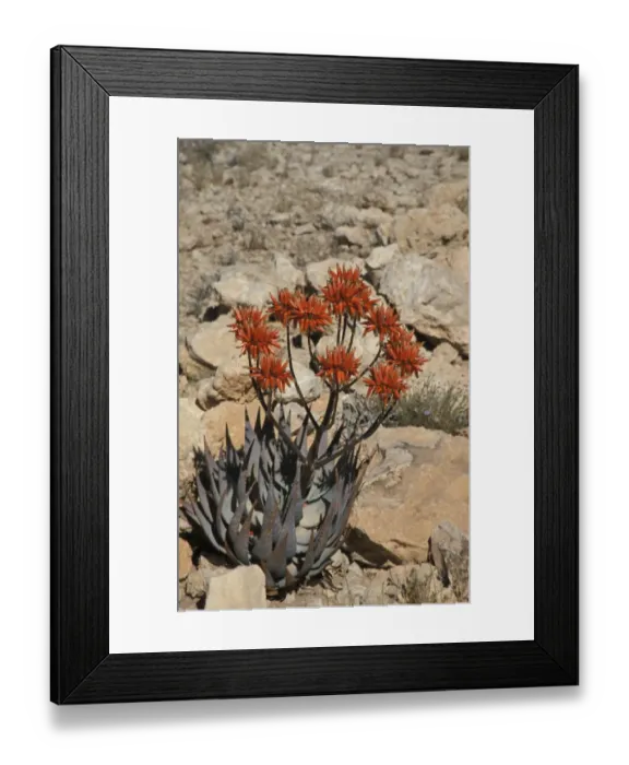 Framed Print : Aloe (Aloe hereroensis) Namibia Framed Print : Aloe (Aloe hereroensis) Namibia