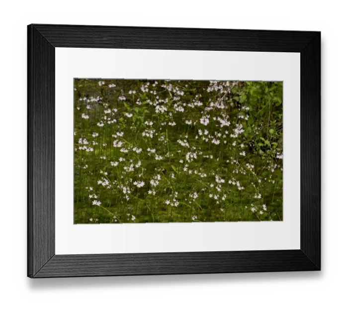 Framed Print : Water Violet (Hottonia palustris) flowering mass, growing in pool, Market Weston Fen, Market Weston Framed Print : Water Violet (Hottonia palustris) flowering mass, growing in pool, Market Weston Fen, Market Weston