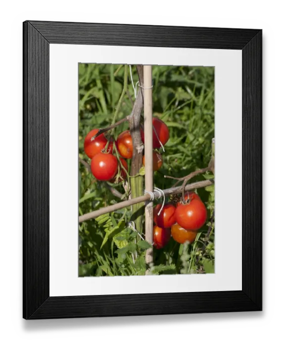 Framed Print : Tomato (Solanum sp. ) ripe fruit, growing on cane frame support in allotment garden, Norfolk, England, september