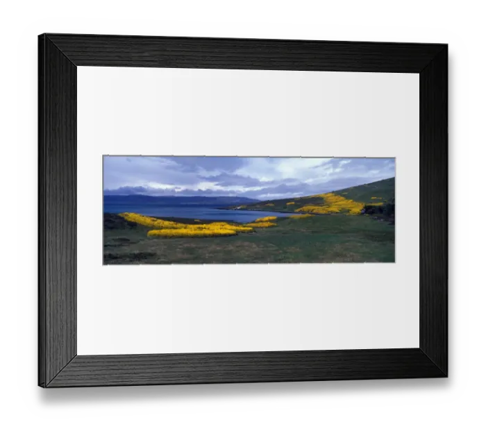 Framed Print : Gorse (Ulex europea) Carcass Island, Falklands
