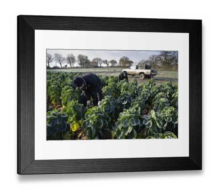 Framed Print : Brussels Sprout (Brassica oleracea) crop, field being harvested in frosty conditions, Arley, Cheshire, England Framed Print : Brussels Sprout (Brassica oleracea) crop, field being harvested in frosty conditions, Arley, Cheshire, England