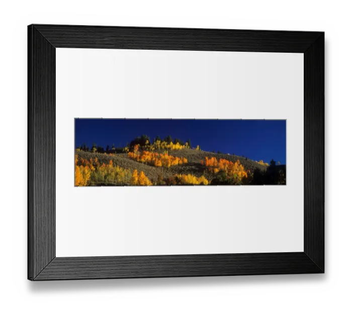 Framed Print : Quaking Aspen (Populus tremuloides) In autumn / fall colour - Grand Teton National Park, USA Framed Print : Quaking Aspen (Populus tremuloides) In autumn / fall colour - Grand Teton National Park, USA