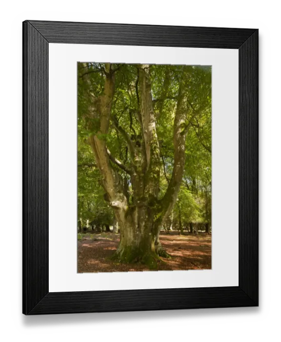 Framed Print : Common Beech (Fagus sylvatica) old pollard habit, growing in woodland, Knightwood Inclosure, New Forest N. P