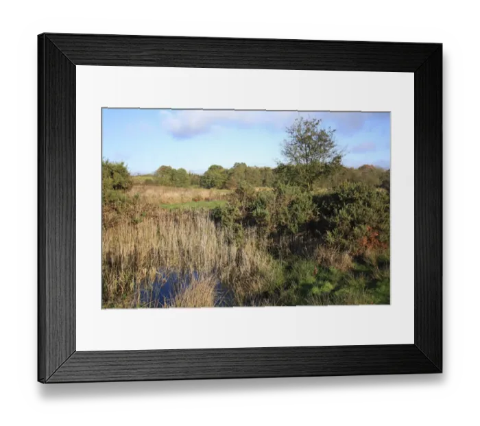 Framed Print : Heathland and pool at edge of fen habitat, in valley fen reserve, Market Weston Fen, Market Weston, Suffolk, England