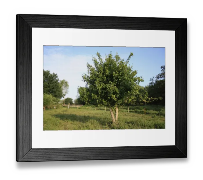 Framed Print : Field Maple (Acer campestre) habit, growing in fen habitat, Little Ouse Headwaters Project, Bleyswycks Bank Framed Print : Field Maple (Acer campestre) habit, growing in fen habitat, Little Ouse Headwaters Project, Bleyswycks Bank