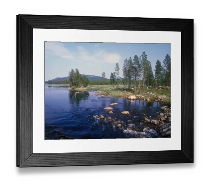 Framed Print : Europe - Finland Scots Pine at edge of lake / Finland Framed Print : Europe - Finland Scots Pine at edge of lake / Finland
