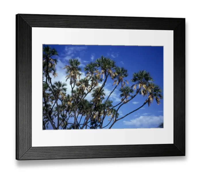 Framed Print : Tree - Doum Palm (Hyphaene thebaica) Tops of trees against the sky Framed Print : Tree - Doum Palm (Hyphaene thebaica) Tops of trees against the sky