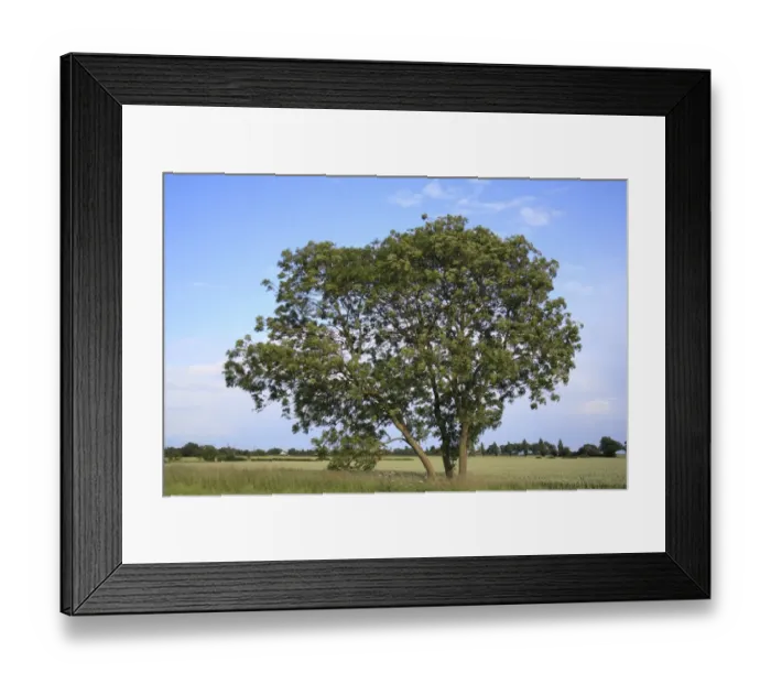 Framed Print : Common Ash (Fraxinus excelsior) habit, growing at edge of arable field, Bacton, Suffolk, England, june Framed Print : Common Ash (Fraxinus excelsior) habit, growing at edge of arable field, Bacton, Suffolk, England, june